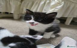 Mixed Breed cats for sale: Boy,2xAdorable 9-Week-Old Kittens for Sale  - Image 4