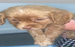 Cocker Spaniel dogs for sale: Cocker spaniel pup - Image 2