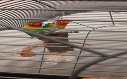 Lovebirds birds for sale: Birds - Image 5