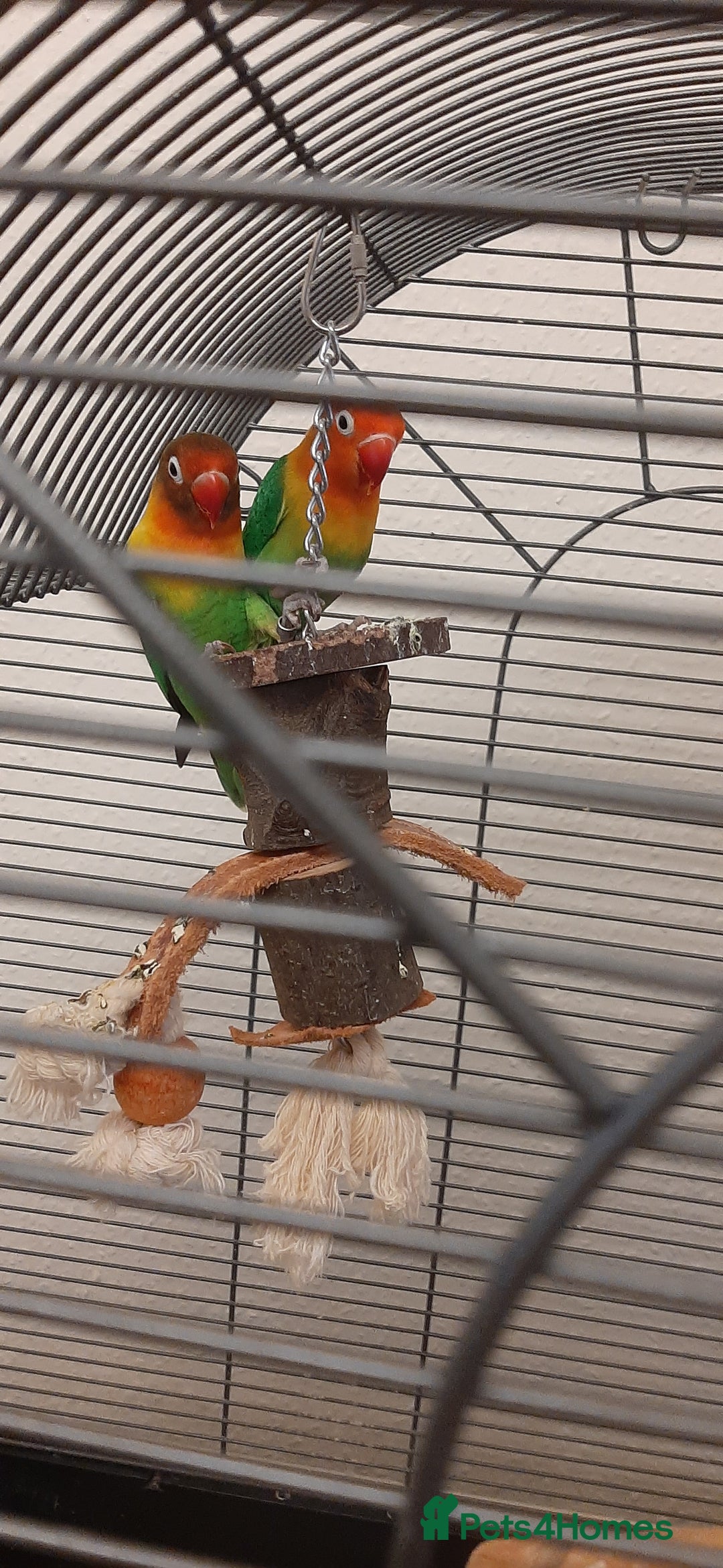 Lovebirds birds for sale: Birds - Image 5