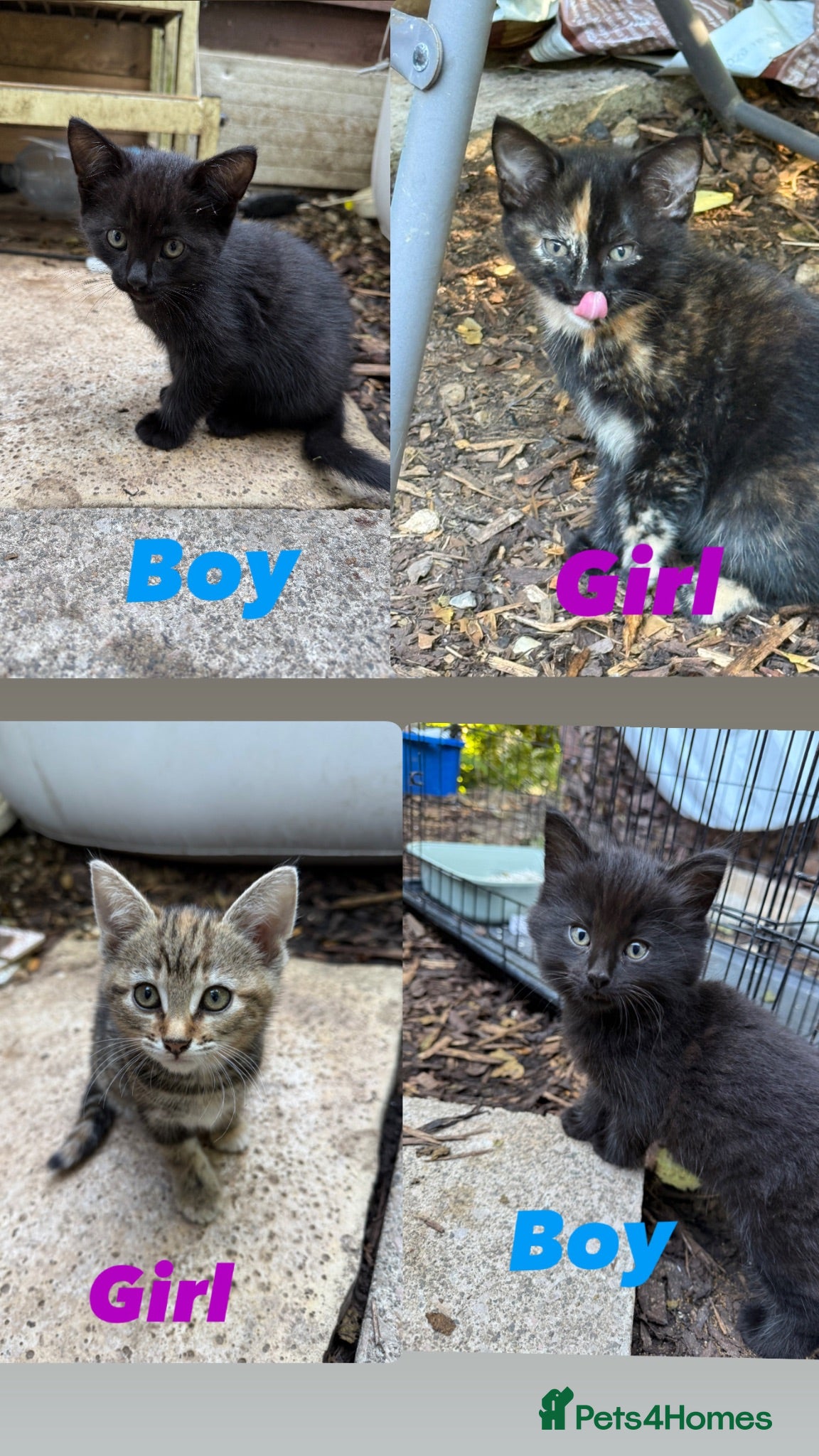 Mixed Breed cats Beautiful pattered kittens - Advert 2
