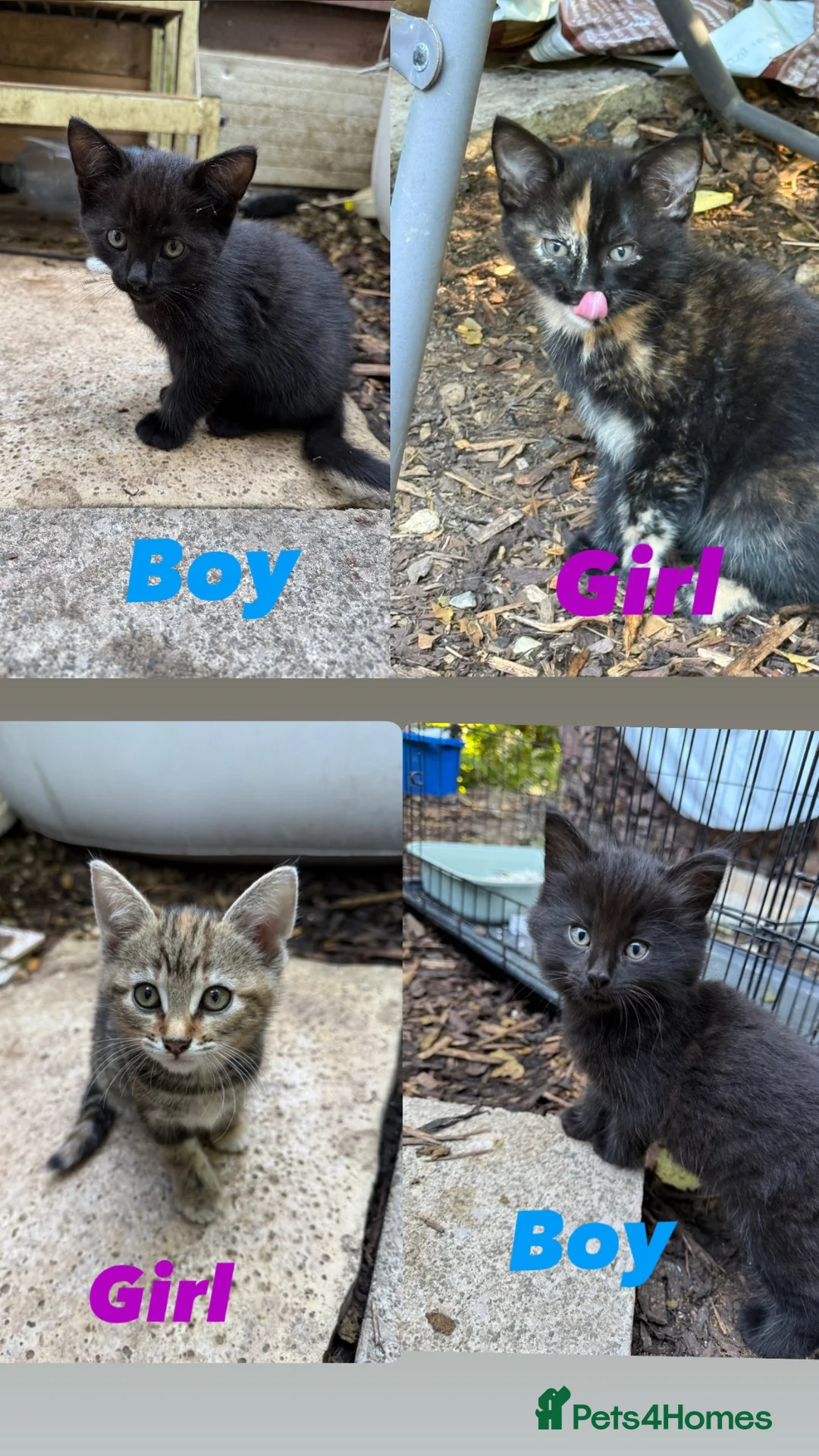 Mixed Breed cats for sale: Beautiful pattered kittens - Advert 1