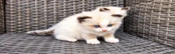 Ragdoll cats for sale: 2 beautiful Ragdoll kittens in High Wycombe - Advert 6