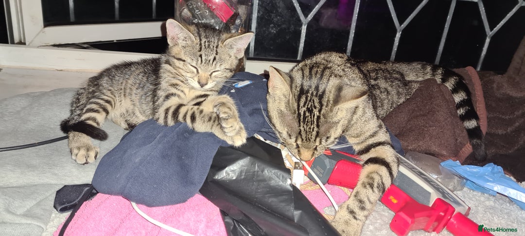 Bengal cats for sale: Mixed bengal kittens   - Image 38