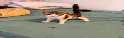 Mixed Breed cats for sale: Tilly - Advert 3