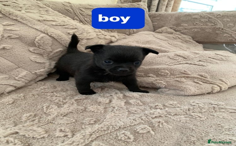 Pomchi dogs - Advert 8