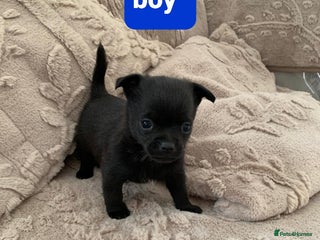 Pomchi dogs - Advert 15