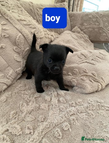 Pomchi dogs - Advert 3