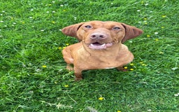 Hungarian Vizsla dogs for sale: Hungarian Viszla girl - Image 3