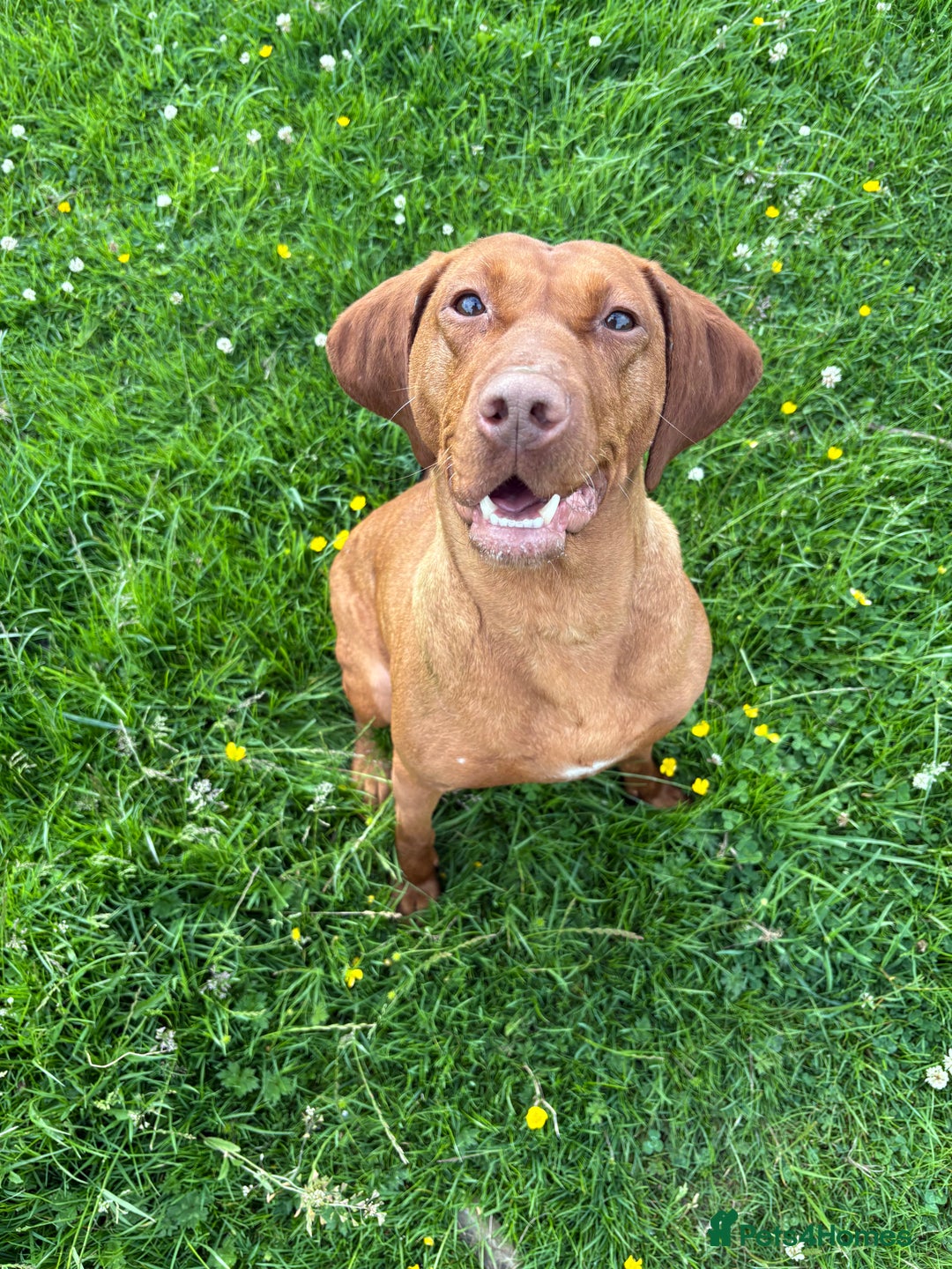 Hungarian Vizsla dogs for sale: Hungarian Viszla girl - Image 3