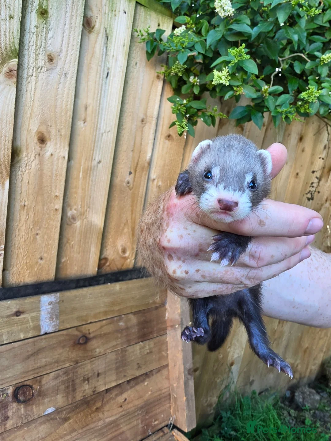 Ferret rodents for sale: Ferret kits ready to leave now - Advert 2