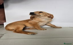 Golden Retriever dogs for sale: Golden Retriever Puppies  - Image 10