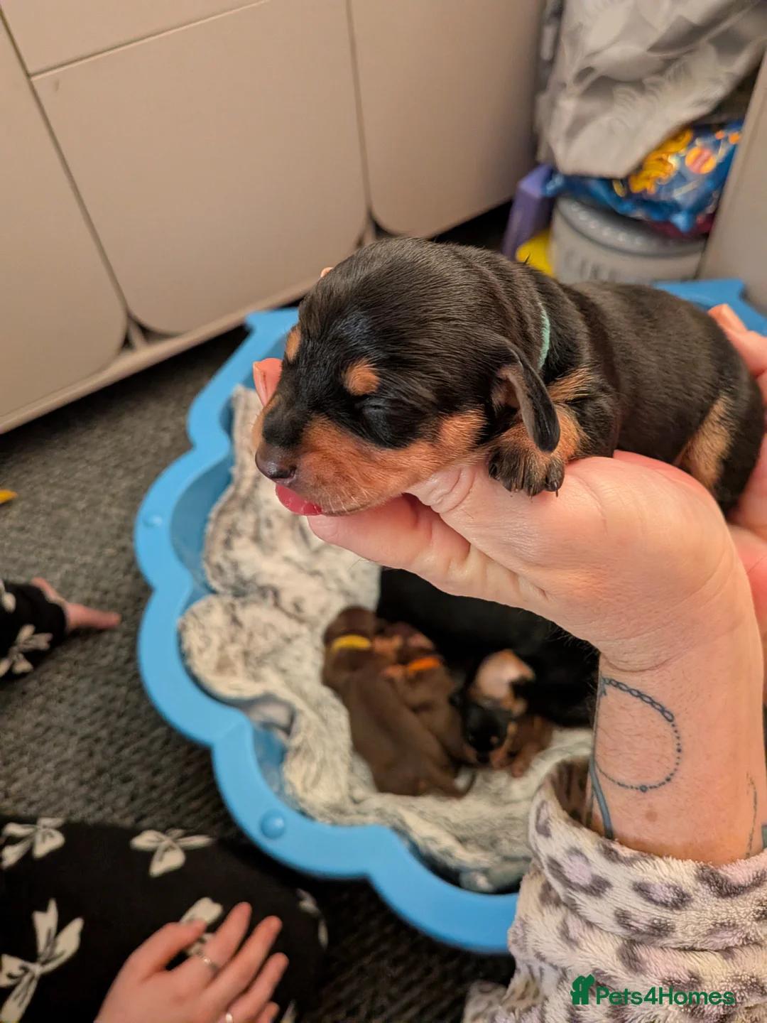 Dachshund dogs for sale: 5 Dachshunds for sale  - Advert 4