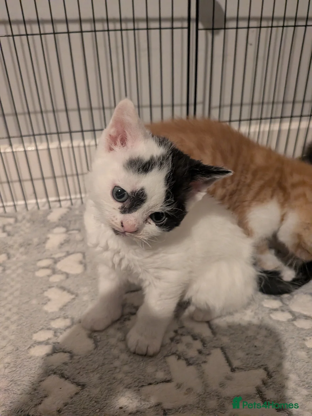 Selkirk Rex cats for sale: Beautiful Kittens – From Pedigree Selkirk Rex Mum - Advert 14