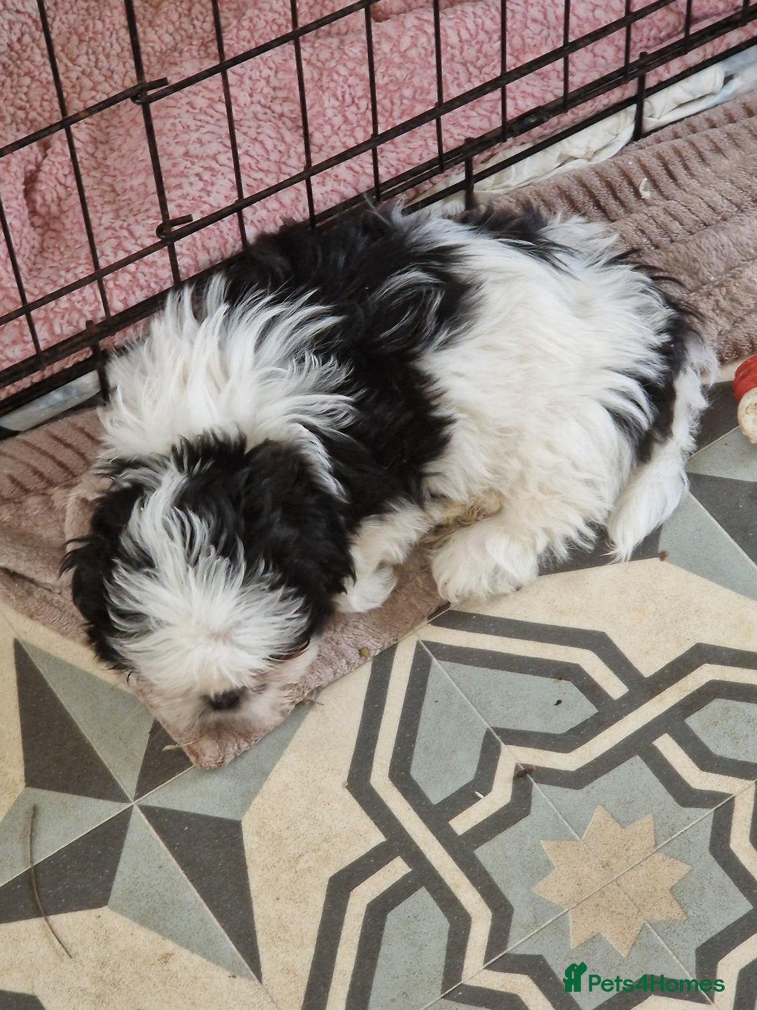 Shih Tzu dogs for sale: Shih tzu puppies for sale - Advert 2