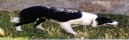 Border Collie dogs for stud: ISDS&KC Fully Tested Border Collie for Stud in Bicester - Advert 30