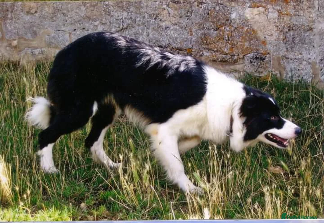 Border Collie dogs for stud: ISDS&KC Fully Tested Border Collie for Stud in Bicester - Advert 30
