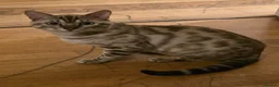 Bengal cats for stud:  Beautiful Snow bengal called snow - Advert 6
