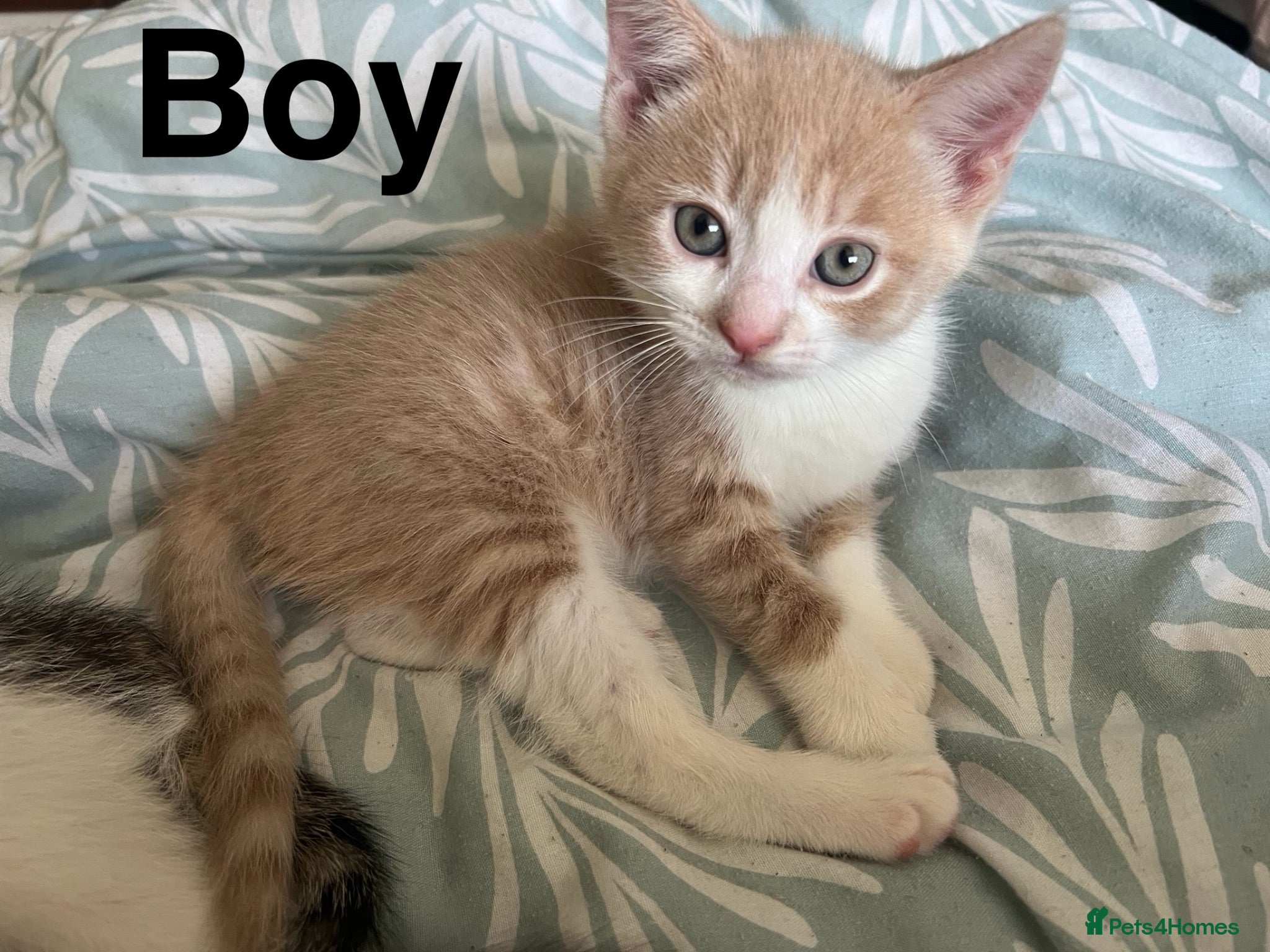 Mixed Breed cats Kittens looking new home  - Advert 2