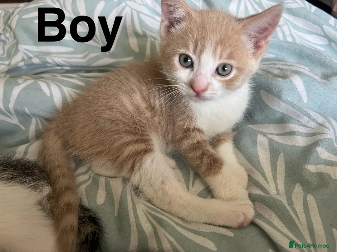 Mixed Breed cats for sale: Kittens looking new home  in London - Advert 2