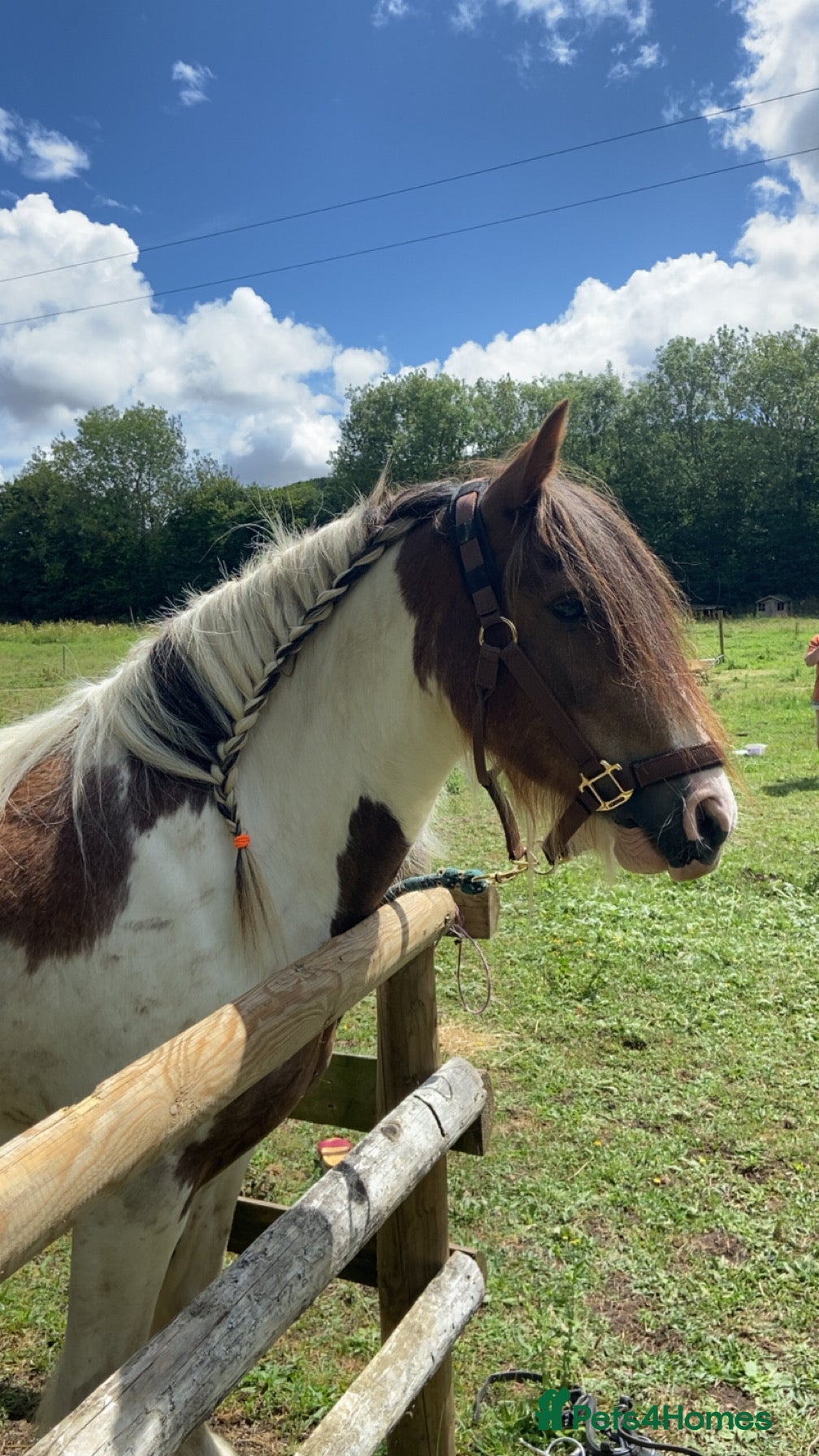 Other Breed horses Traditional cob gelding  - Advert 1