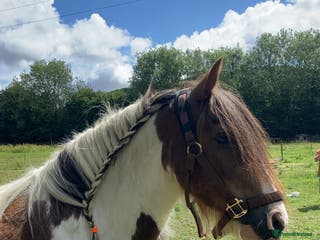 Other Breed horses Traditional cob gelding - Advert 10