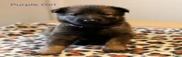 Mixed Breed dogs for sale: Belgian Malinois X German Shepherd  - Advert 14