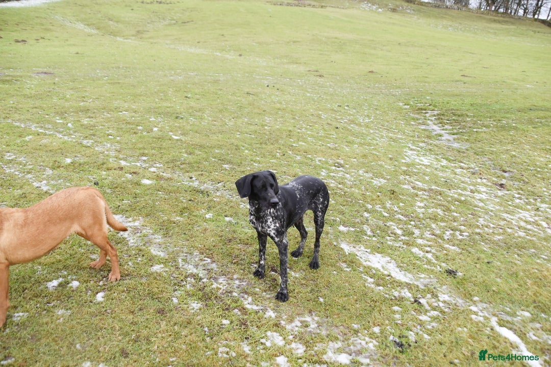 German Shorthaired Pointer dogs for sale: Kc reg beautiful pointers  - Advert 2