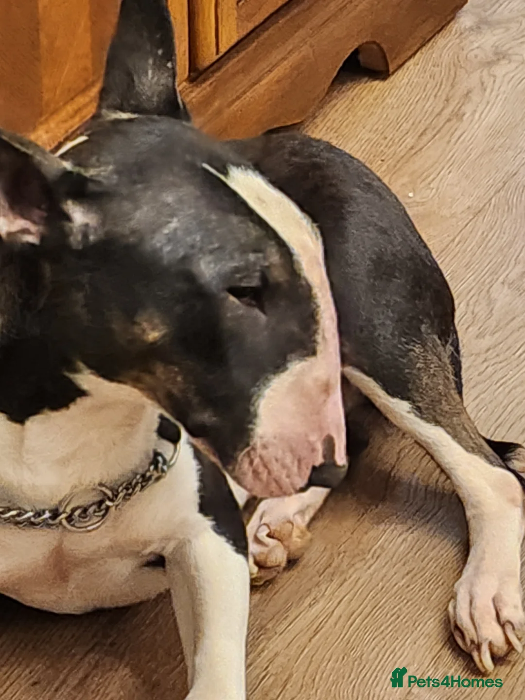 English Bull Terrier dogs for sale: English bull terrier bitch 3 years kc reg in Nottingham - Advert 2