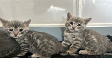 Bengal cats - Advert 2