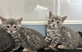 Bengal cats - Advert 2