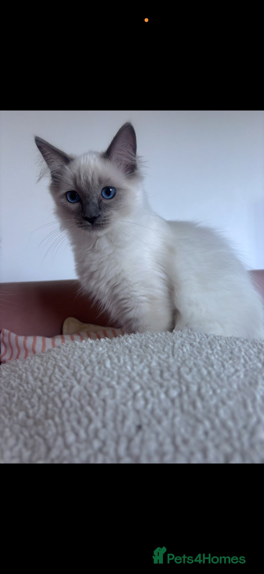 Ragdoll cats Beautiful boy ragdoll for sale  - Advert 4