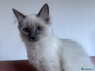 Ragdoll cats Beautiful boy ragdoll for sale - Advert 4
