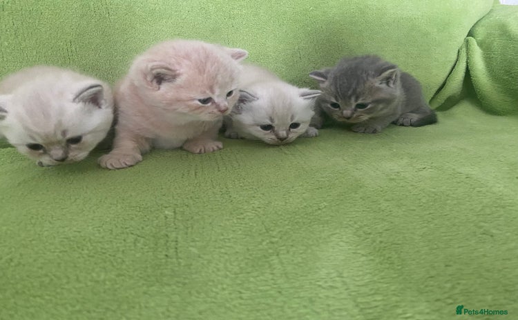 British Shorthair cats - Advert 1