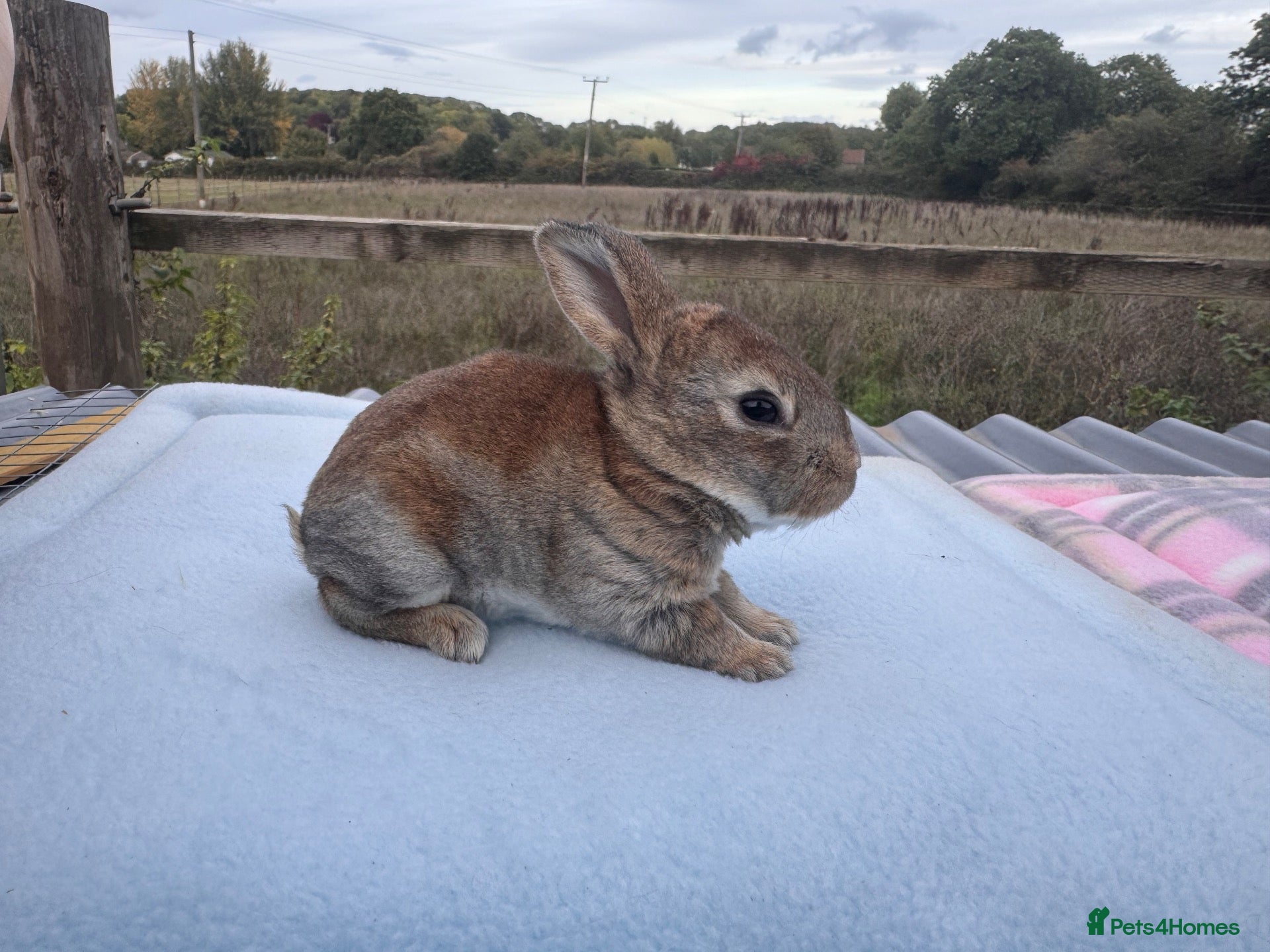 Rex rabbits 🐰✨ PEDIGREE MINI REX RABBITS – AVAILABLE SOON! 🐰 - Advert 2