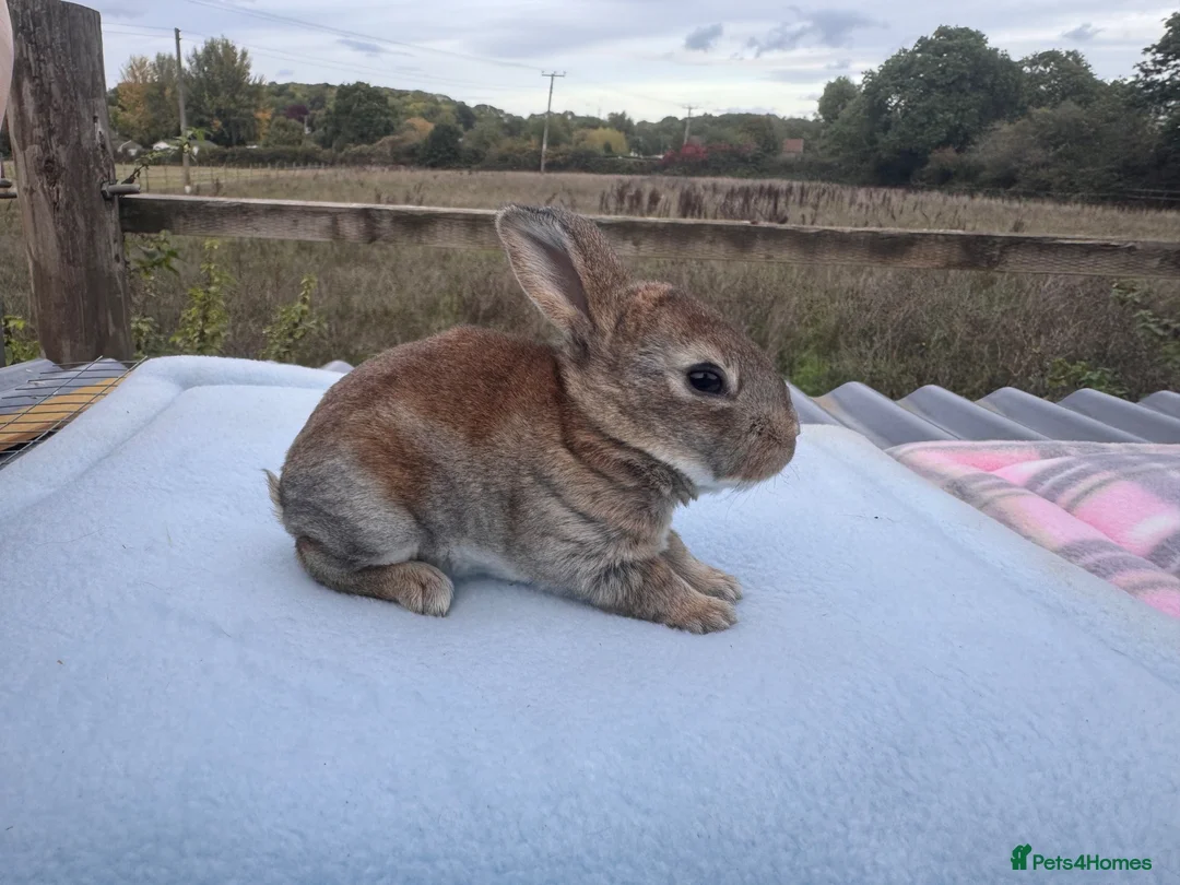 Rex rabbits for sale: 🐰✨ PEDIGREE MINI REX RABBITS – AVAILABLE SOON! 🐰 - Advert 2