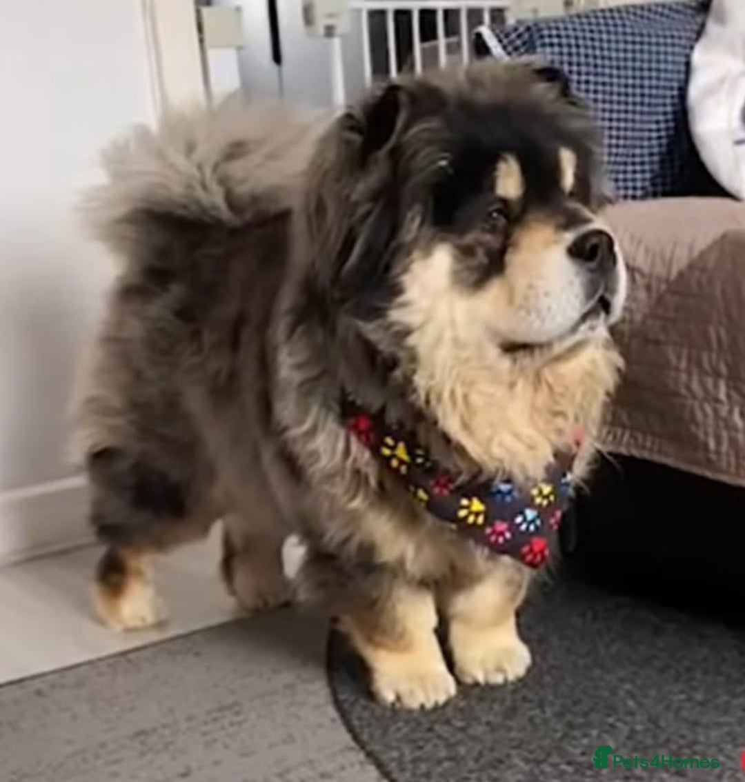 Chow Chow dogs for stud: Black Tan Merle Chow Chow Available for Stud in Sheffield - Advert 1