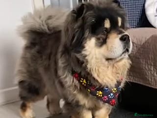 Chow Chow dogs Black Tan Merle Chow Chow Available for Stud in Sheffield - Advert 11