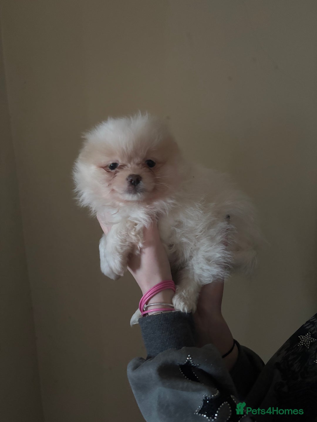 Pomeranian dogs for sale: Cute fluffy Pomeranian puppies for sale - Advert 18