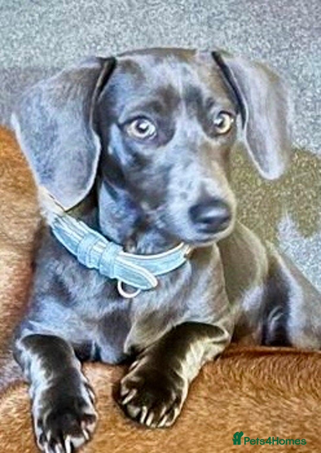 Miniature Dachshund dogs for sale: Rare colour KC registered mini dachshund puppies  - Advert 20