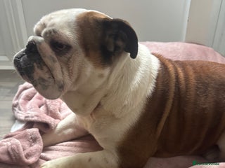 English Bulldog dogs KC REGISTERED English Bulldog Female Red/white - Advert 1