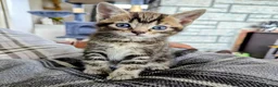 Mixed Breed cats for sale: Gorgeous Tabby Kittens for sale Ready June 17 - Advert 36