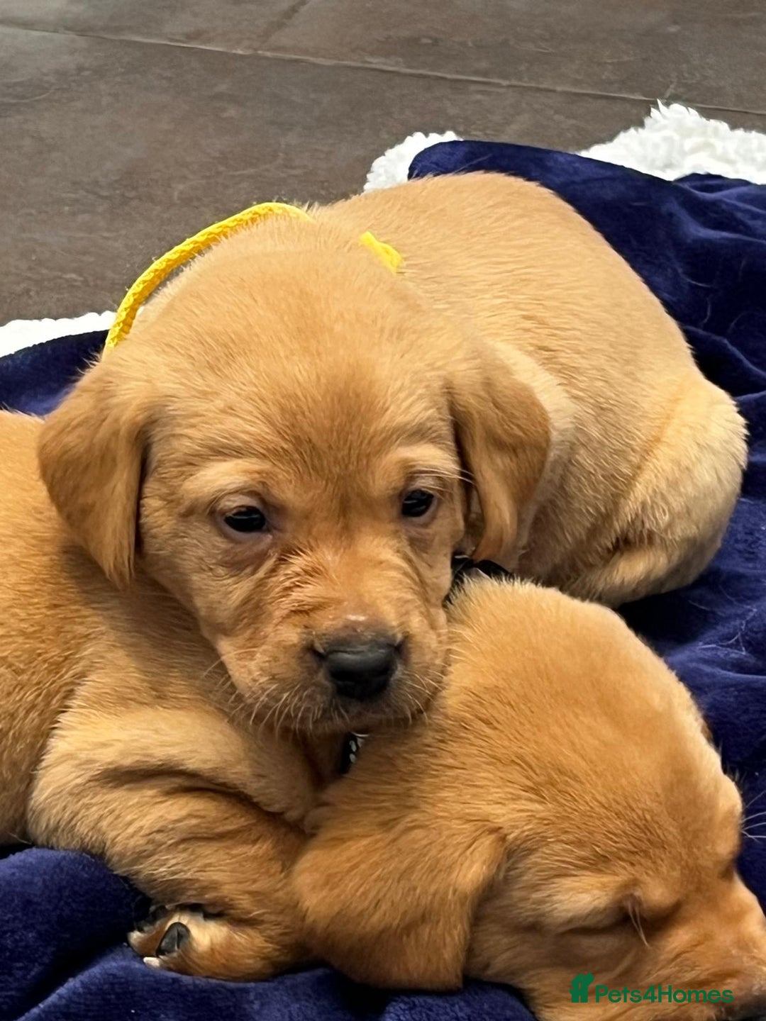 Labrador Retriever dogs for sale: Kennel Club Fox Red Labrador Puppies Health Tested - Advert 11