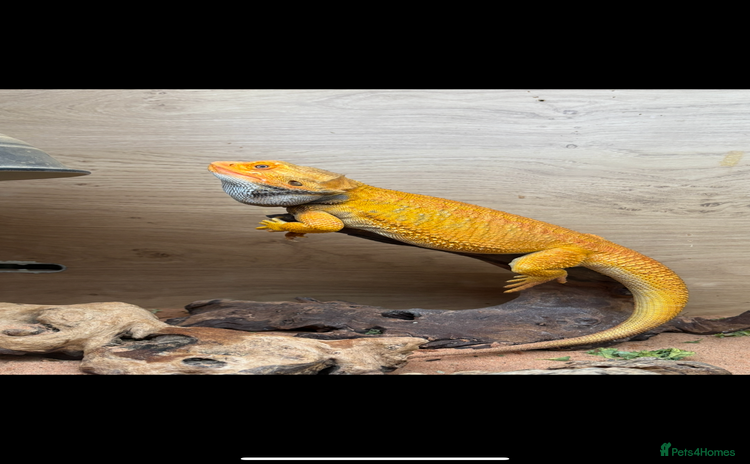 Bearded Dragon reptiles - Advert 2