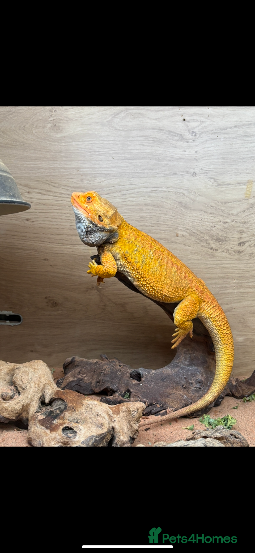 Bearded Dragon reptiles for sale: Bearded dragon - Image 1