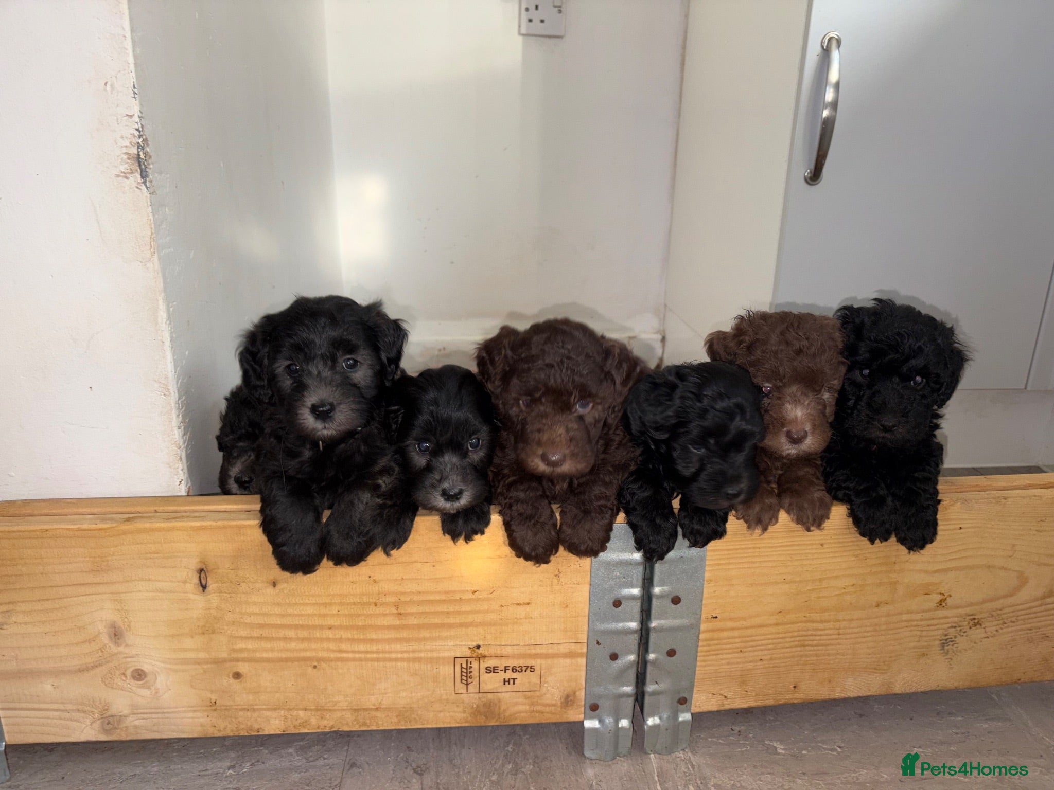 Sheepadoodle dogs Sheepadoodle  - Advert 2