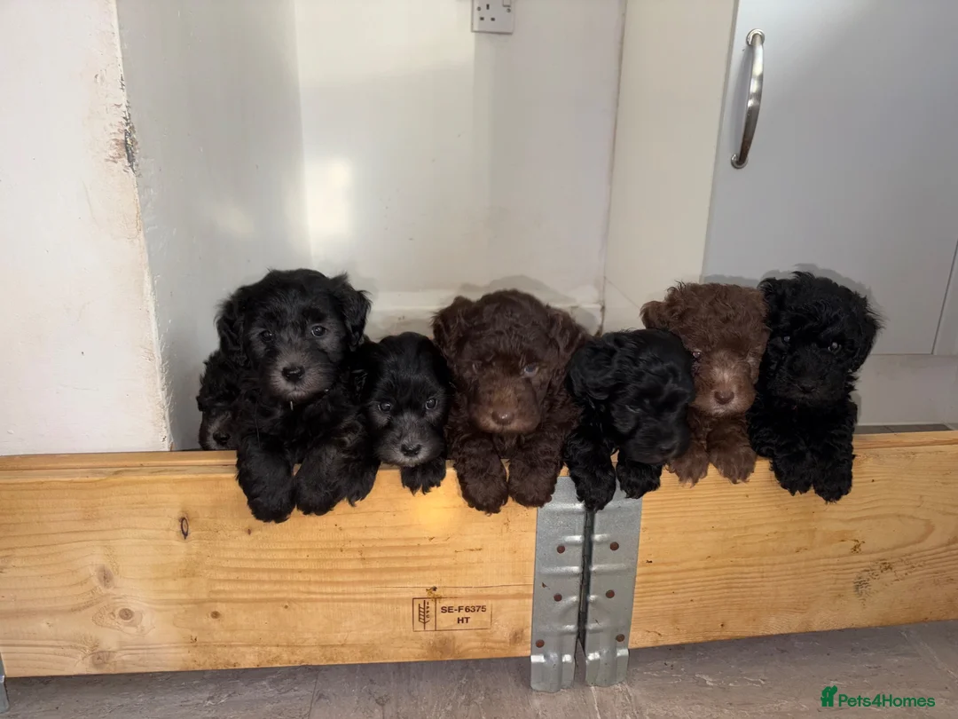Sheepadoodle dogs for sale: Sheepadoodle  - Advert 2