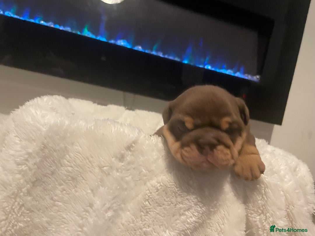 English Bulldog dogs for sale: TOP CLASS  English Bull Dog puppies  - Advert 24