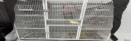 Cockatiels birds for sale: Beautiful Male hand tame cockatiel & huge cage in Bexleyheath - Advert 5