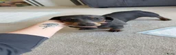 Miniature Dachshund dogs for sale: puppy for sale in Bristol - Advert 1